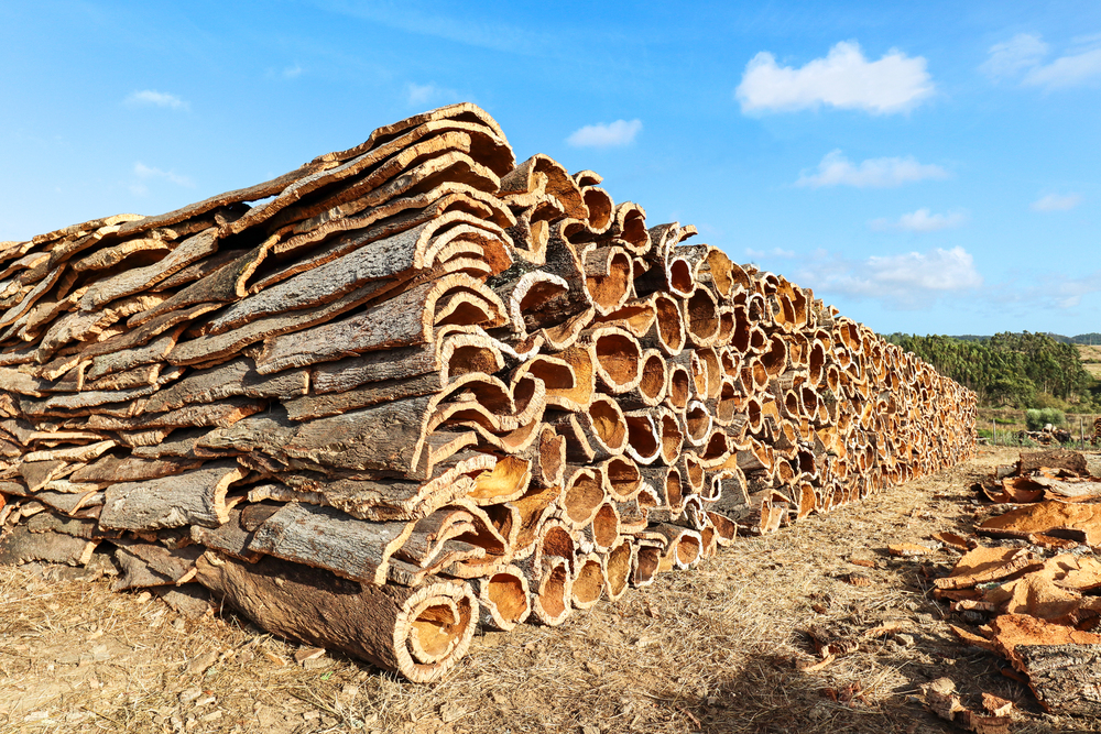 Déforestation en Europe du Sud