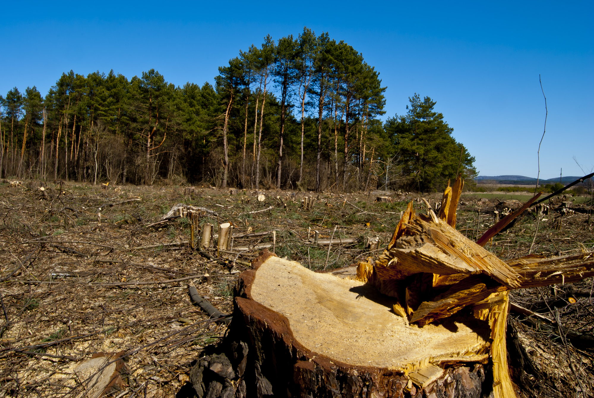 Image déforestation