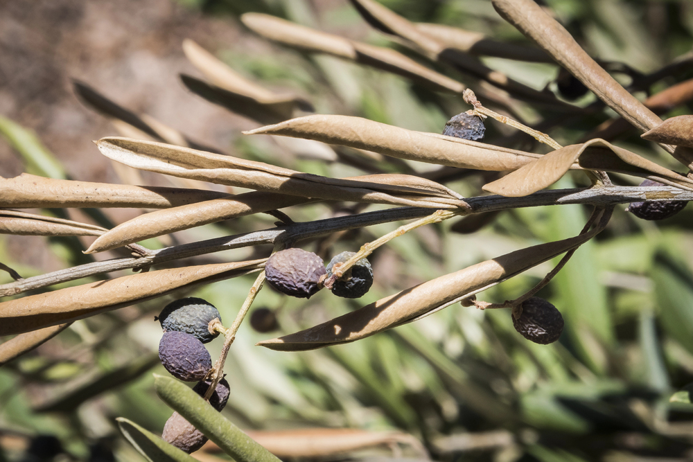 Bactérie Xylella fastidiosa
